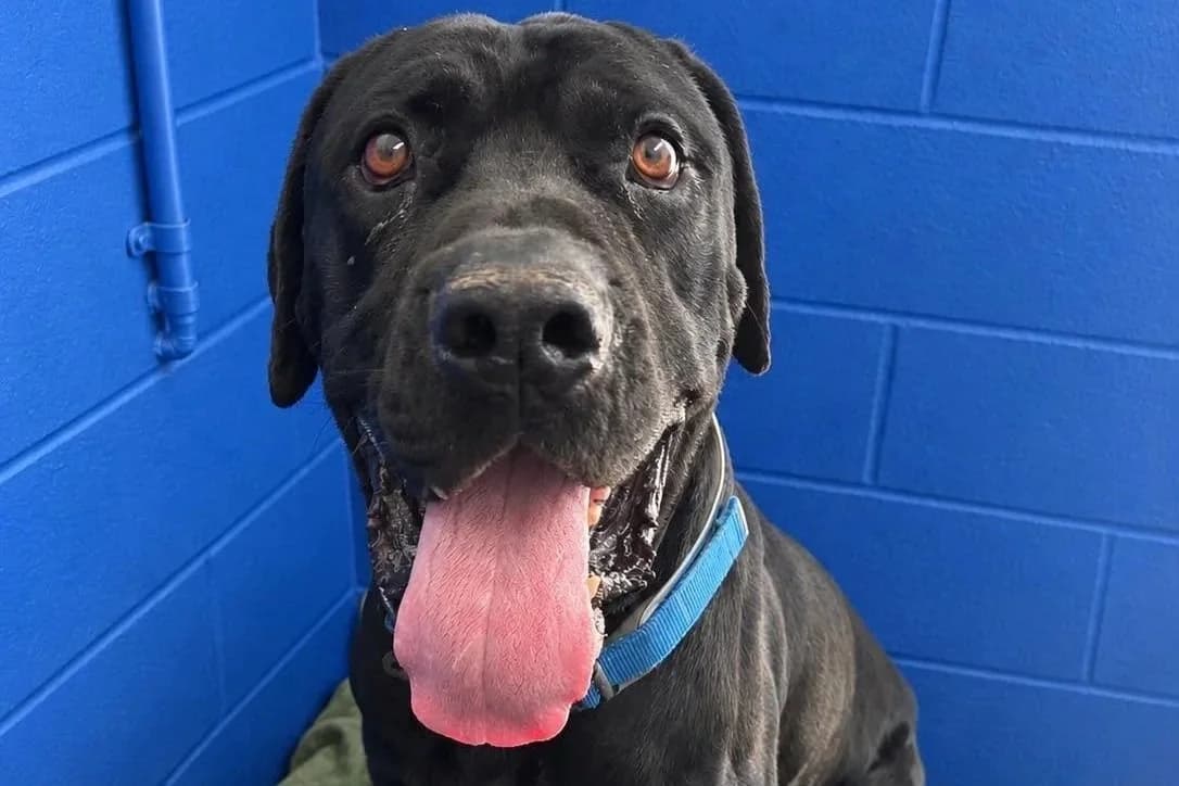 Chester - Cane Corso available for adoption in Perth