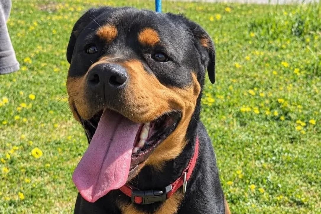 Ace - Rottweiler available for adoption in Perth