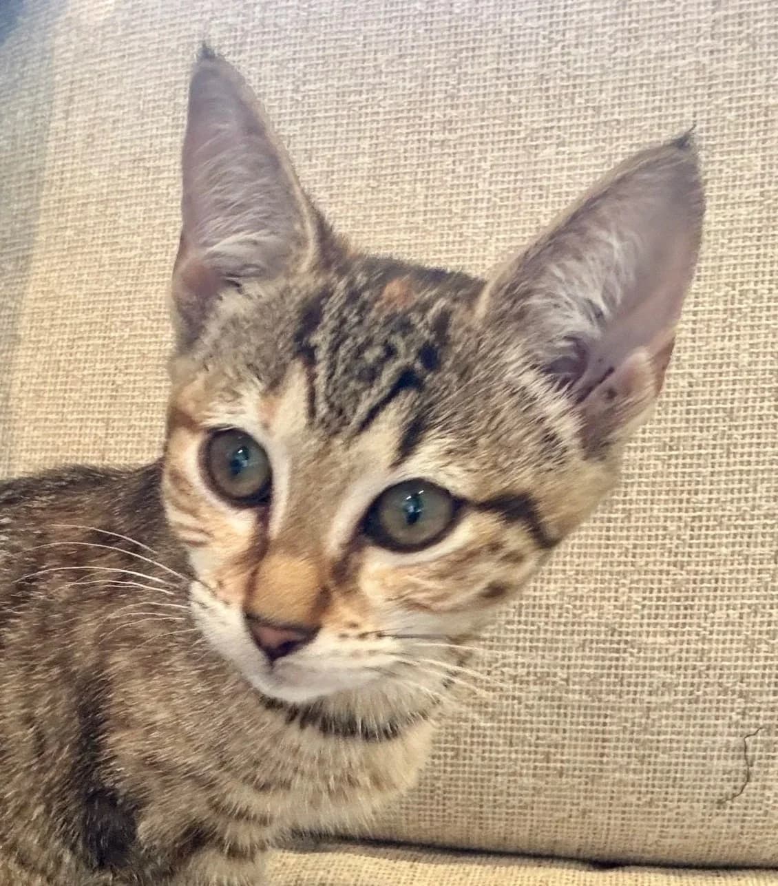 Saffron - Domestic Short Hair cat available for adoption at SAFE Perth in Perth