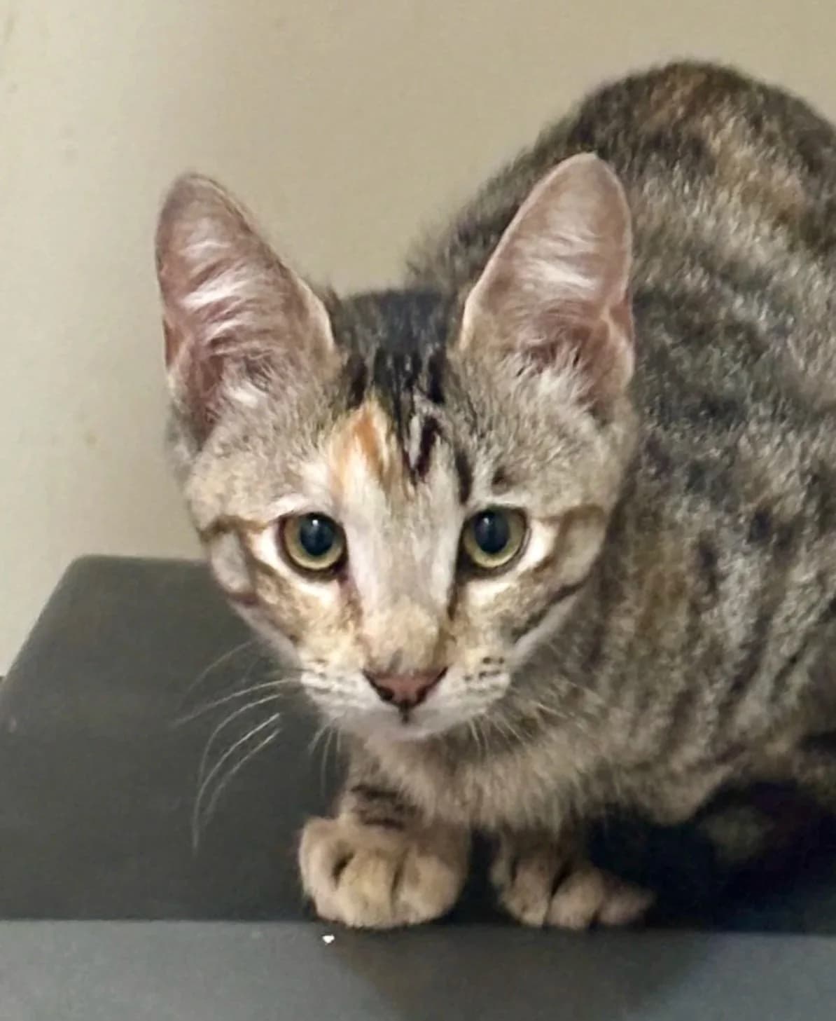 Willow - Domestic Short Hair cat available for adoption at SAFE Perth in Perth