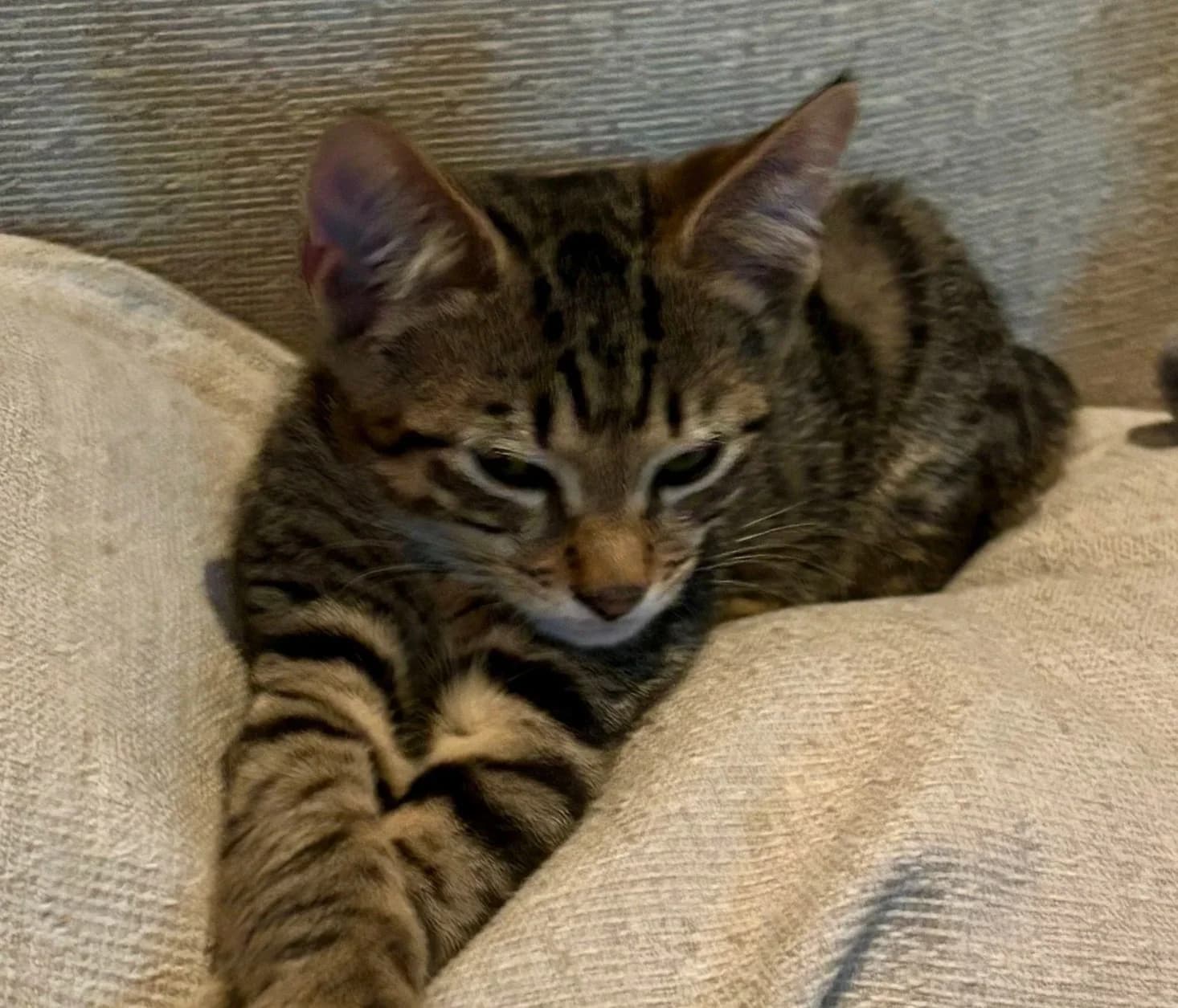 Pearl - Domestic Short Hair cat available for adoption at SAFE Perth in Perth