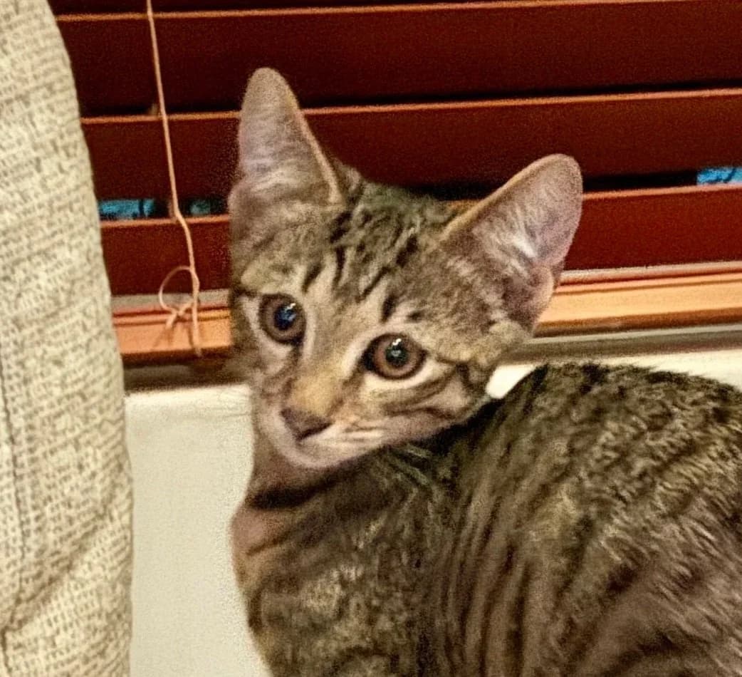 Roey - Domestic Short Hair cat available for adoption at SAFE Perth in Perth