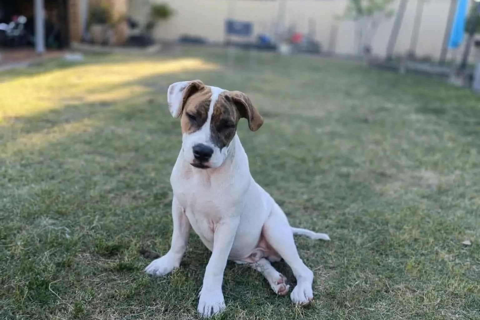 Bertie - Mixed Breed available for adoption in Perth
