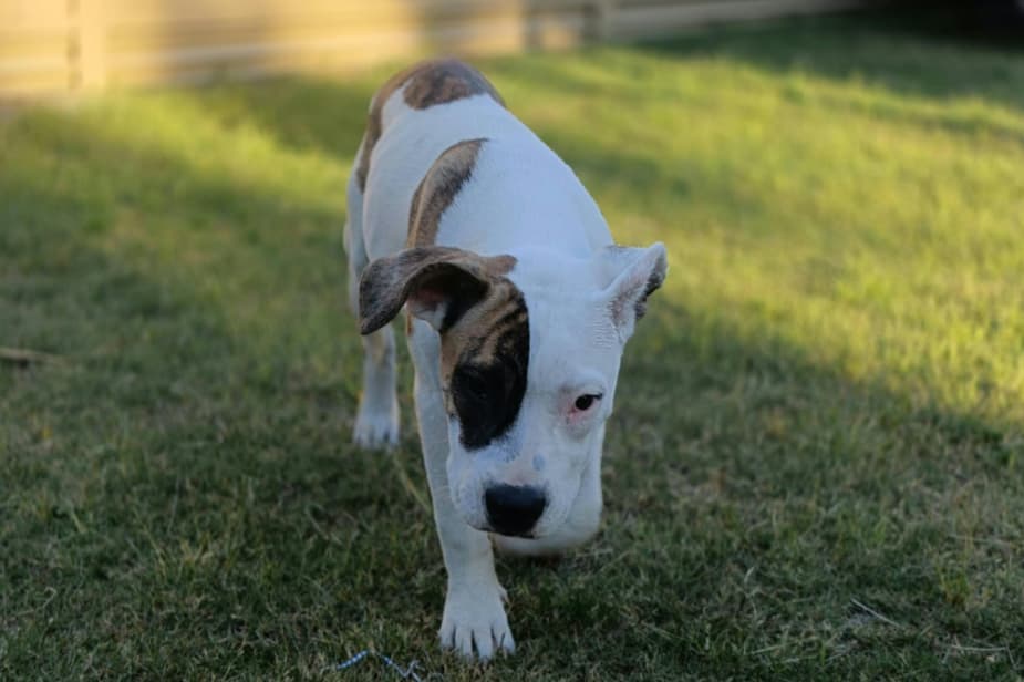 Bobbie - Mixed Breed available for adoption in Perth