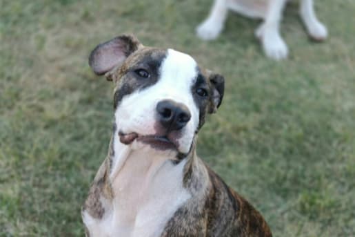 Arnie - Mixed Breed available for adoption in Perth
