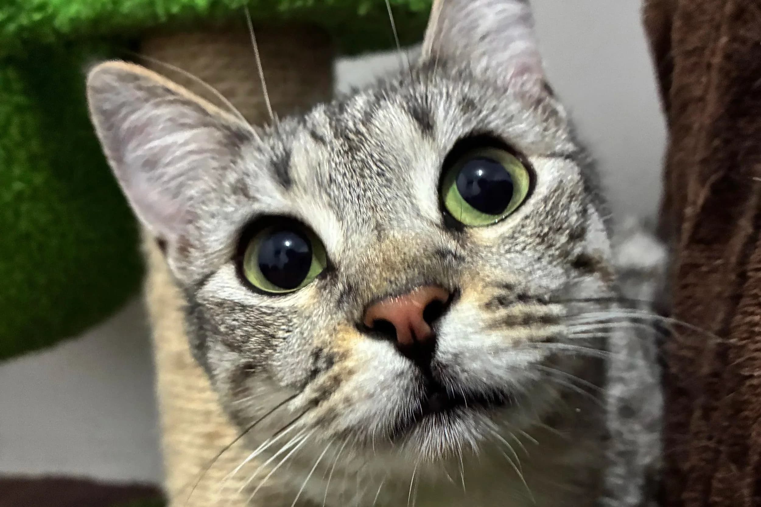Sapphire - Domestic Short Hair cat available for adoption at SAFE Perth in Perth