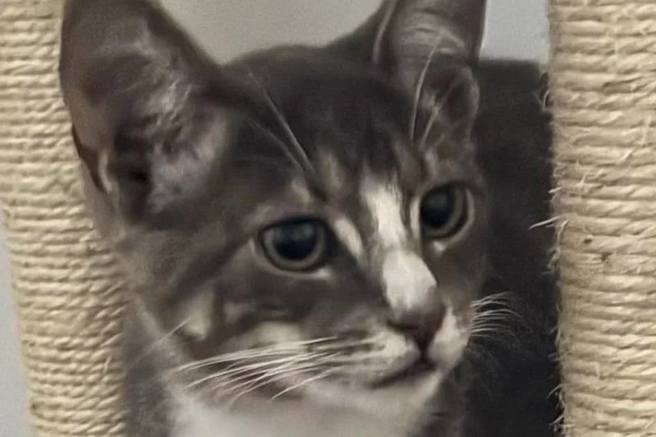 Dobby - Domestic Short Hair cat available for adoption at SAFE Perth in Perth