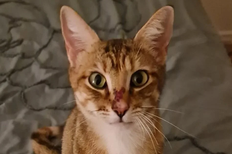 Caitlin - Domestic Short Hair cat available for adoption at SAFE Perth in Perth