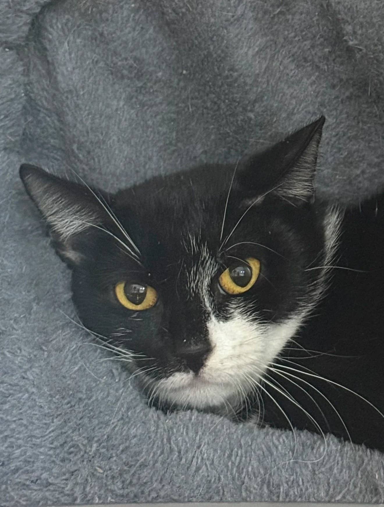 Nyah - Domestic Short Hair cat available for adoption at 4 The Love of Cats in Cairns