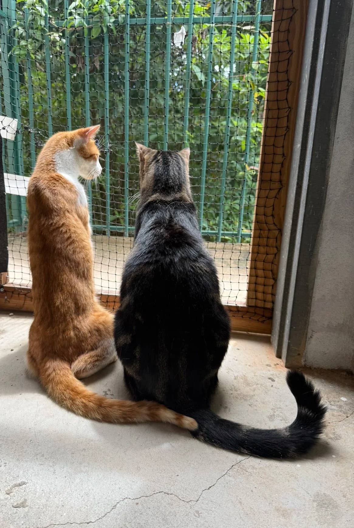 Brady + Tango - Domestic Shorthair cat available for adoption at 4 The Love of Cats in Cairns