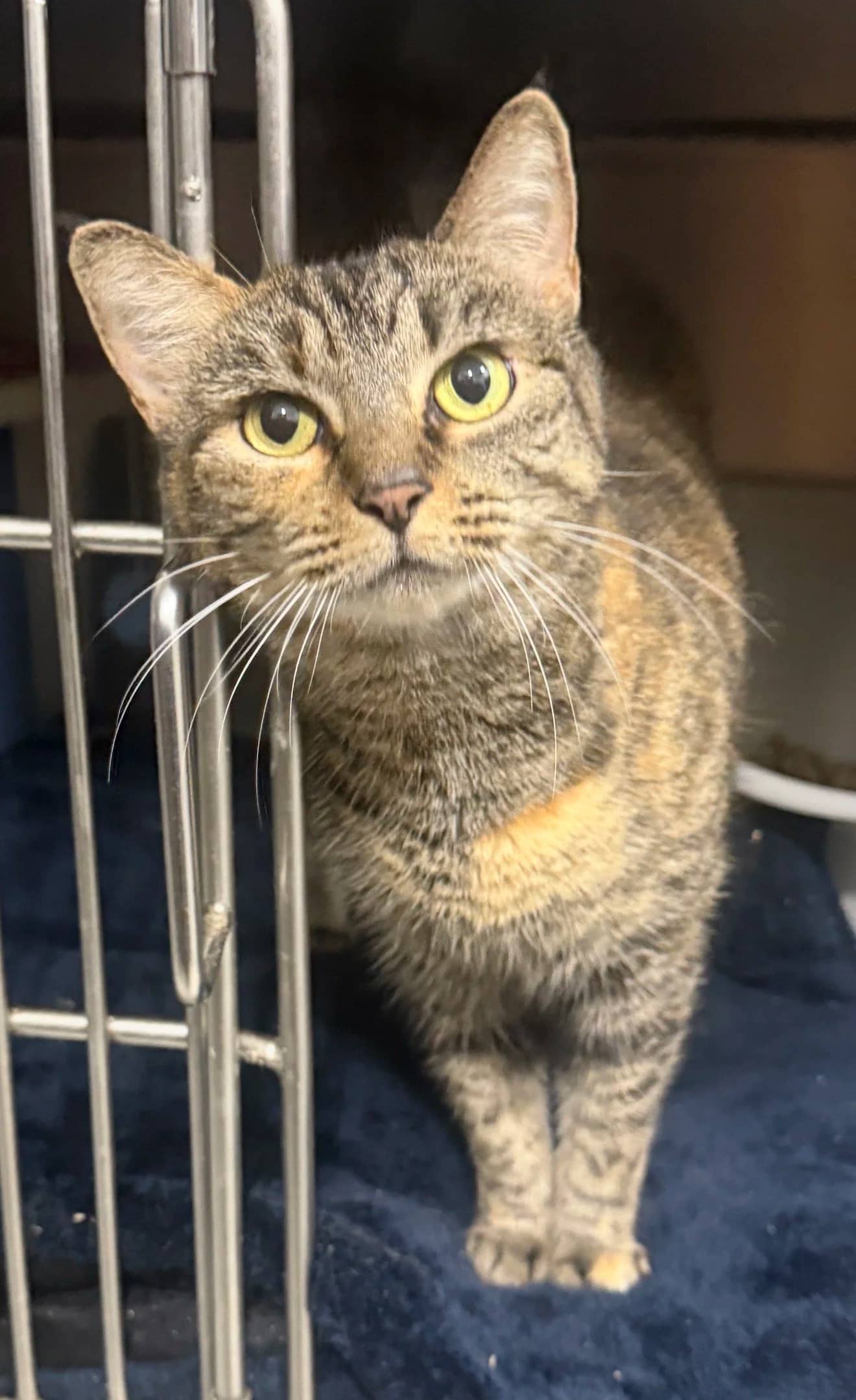Bella - Domestic Short Hair cat available for adoption at 4 The Love of Cats in Cairns