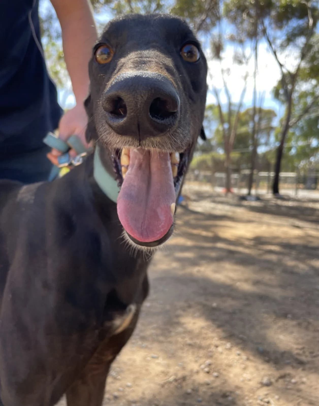 Bob - Greyhound available for adoption in Adelaide