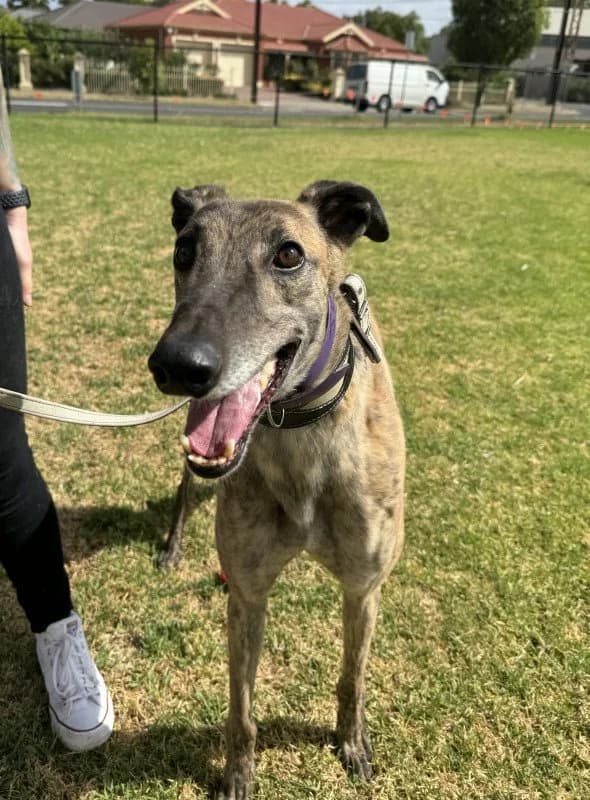 Jekyll - Greyhound available for adoption in Adelaide