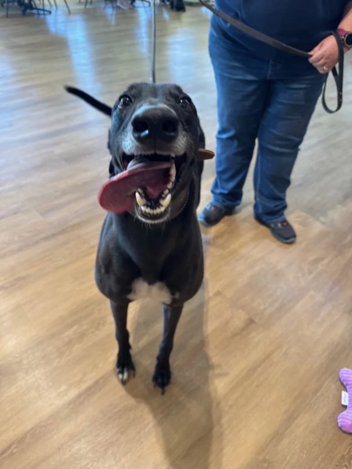 Ace - Greyhound available for adoption in Adelaide