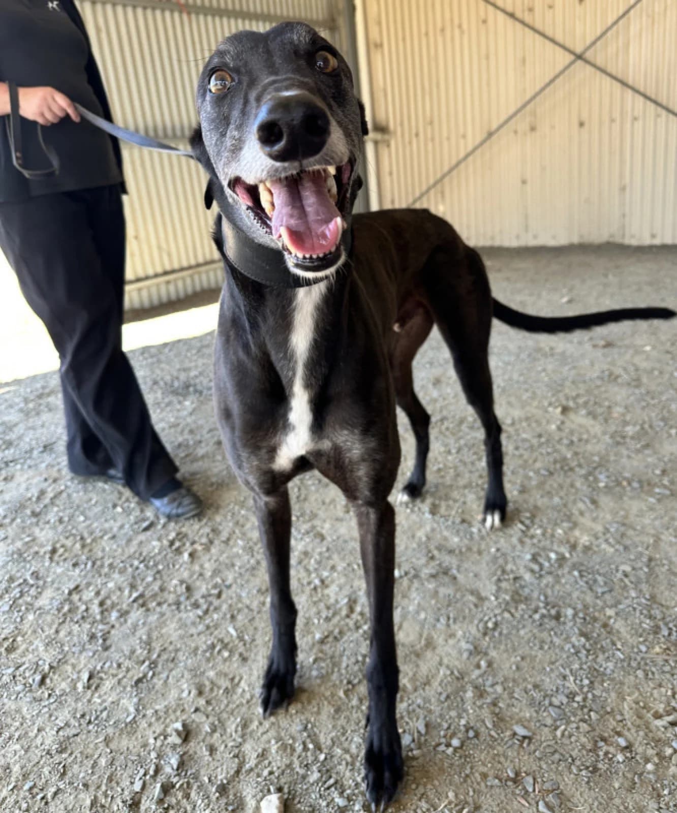 Arnie - Greyhound available for adoption in Adelaide