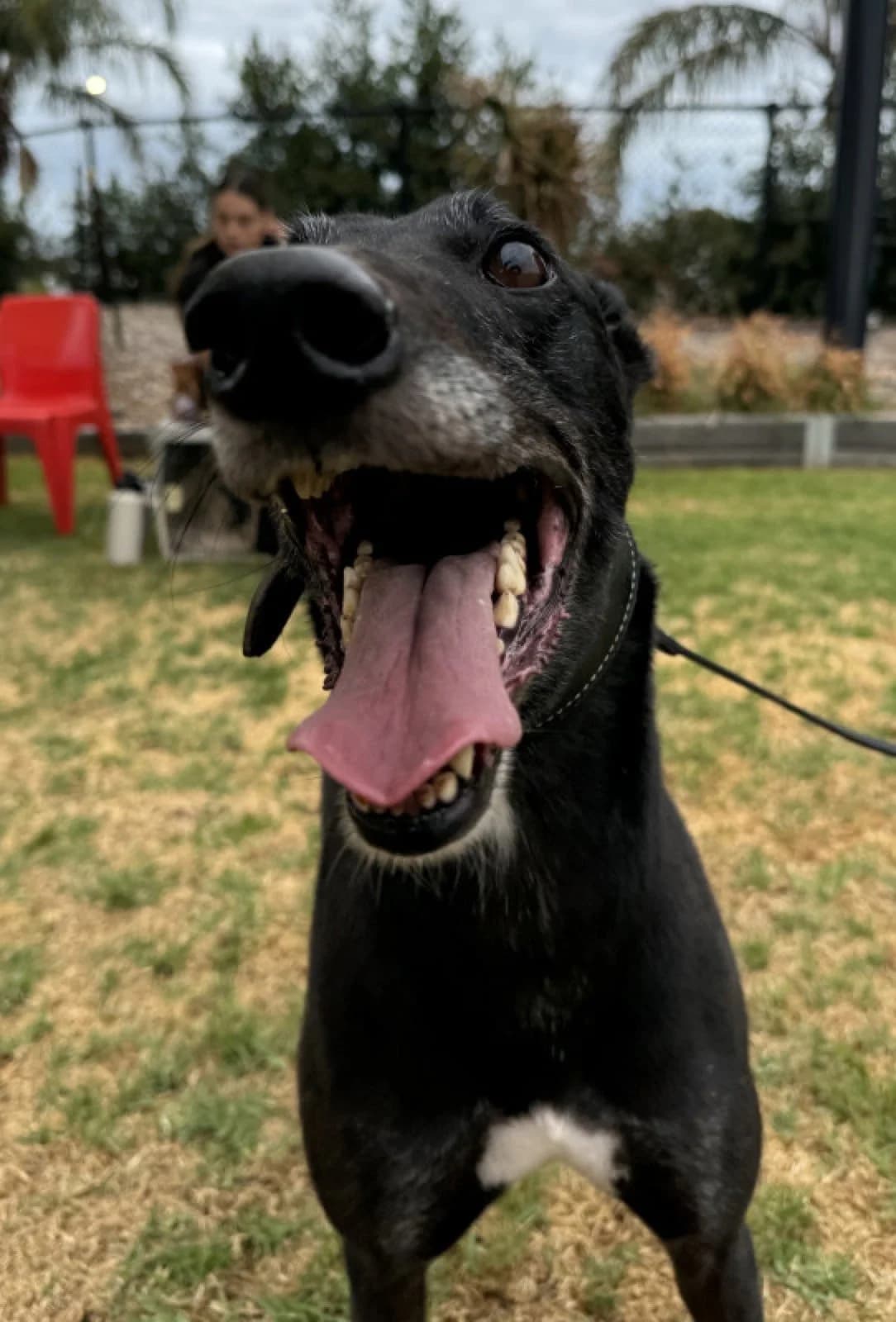 Chong - Greyhound available for adoption in Adelaide