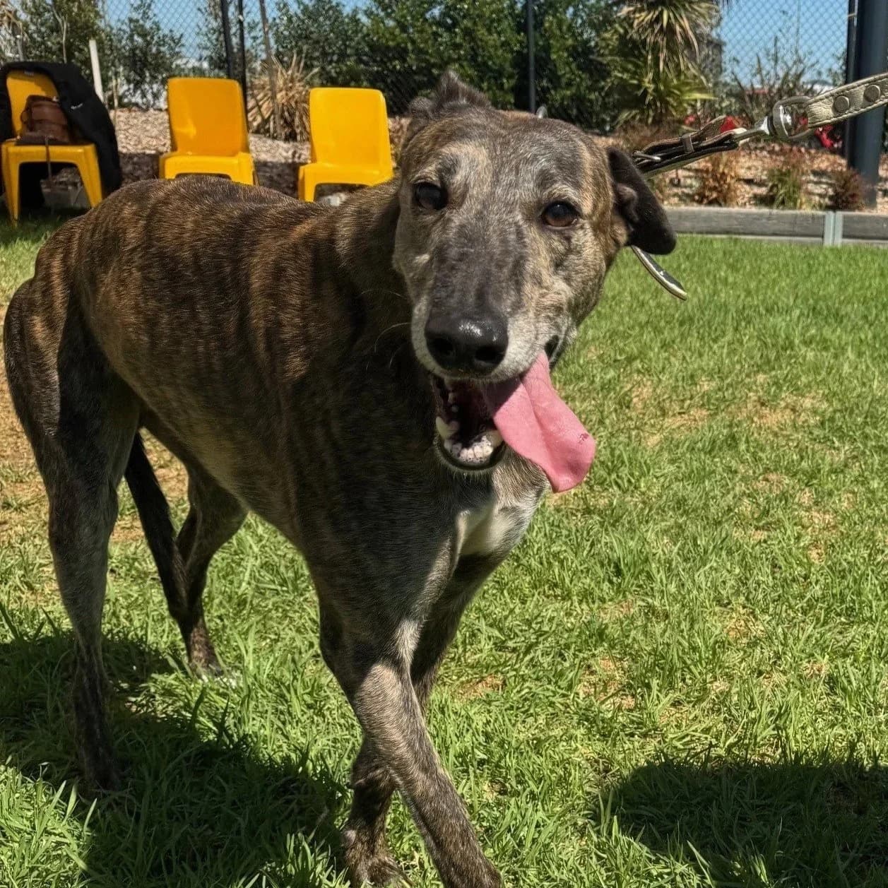 Boofa - Greyhound available for adoption in Adelaide