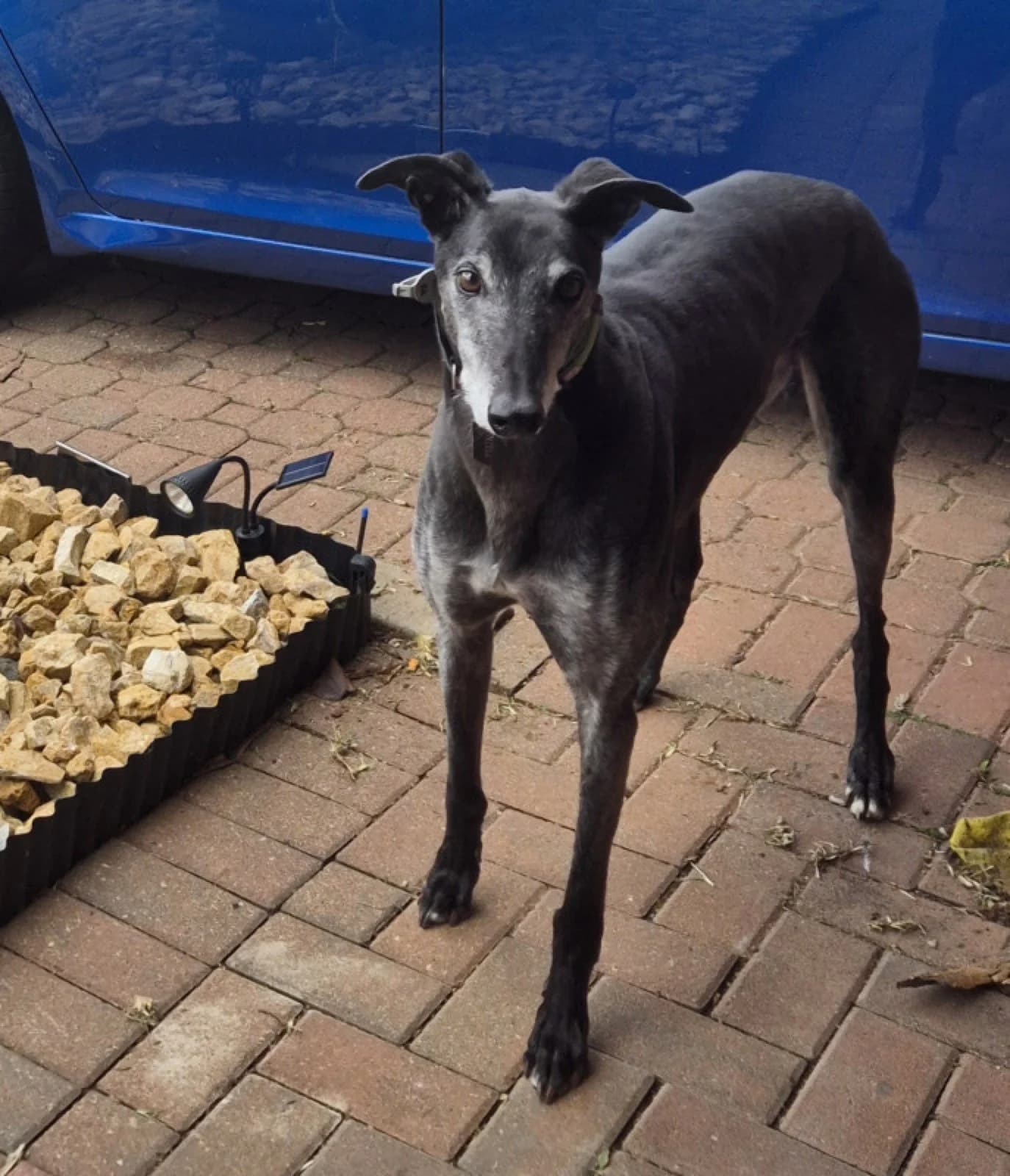 Denzell - Greyhound available for adoption in Adelaide