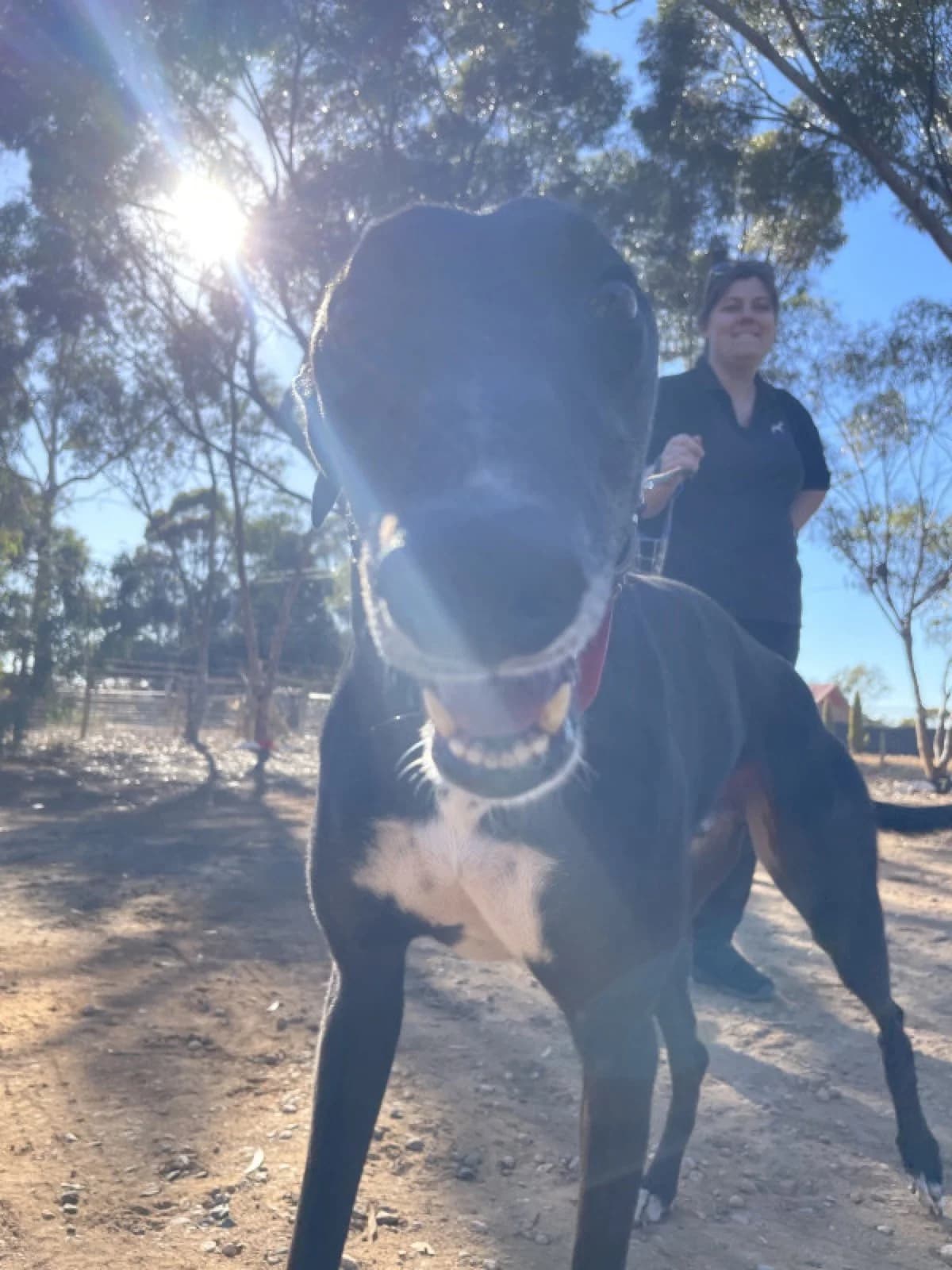 Boris - Greyhound available for adoption in Adelaide