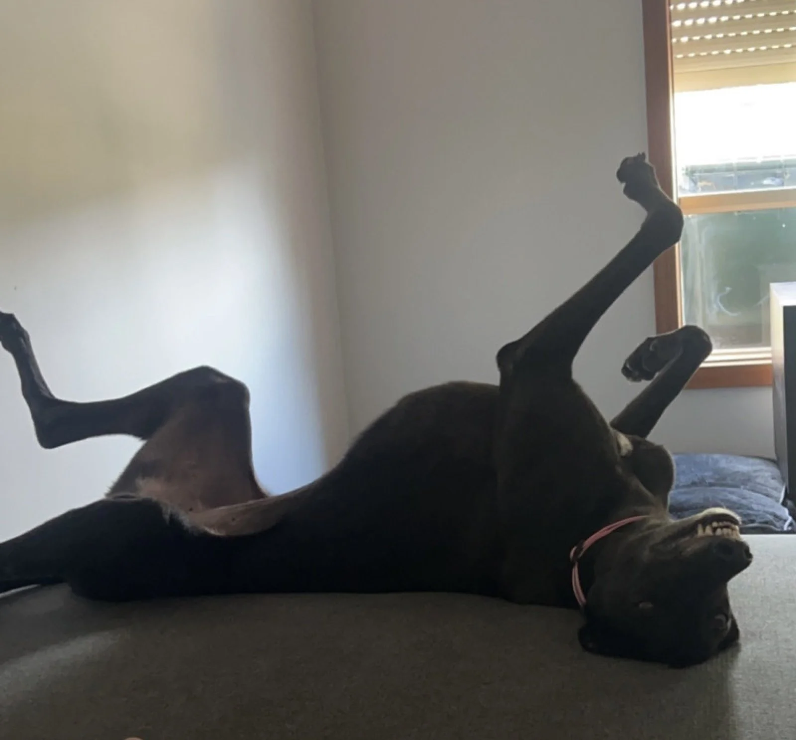 Lexi - Greyhound available for adoption in Adelaide