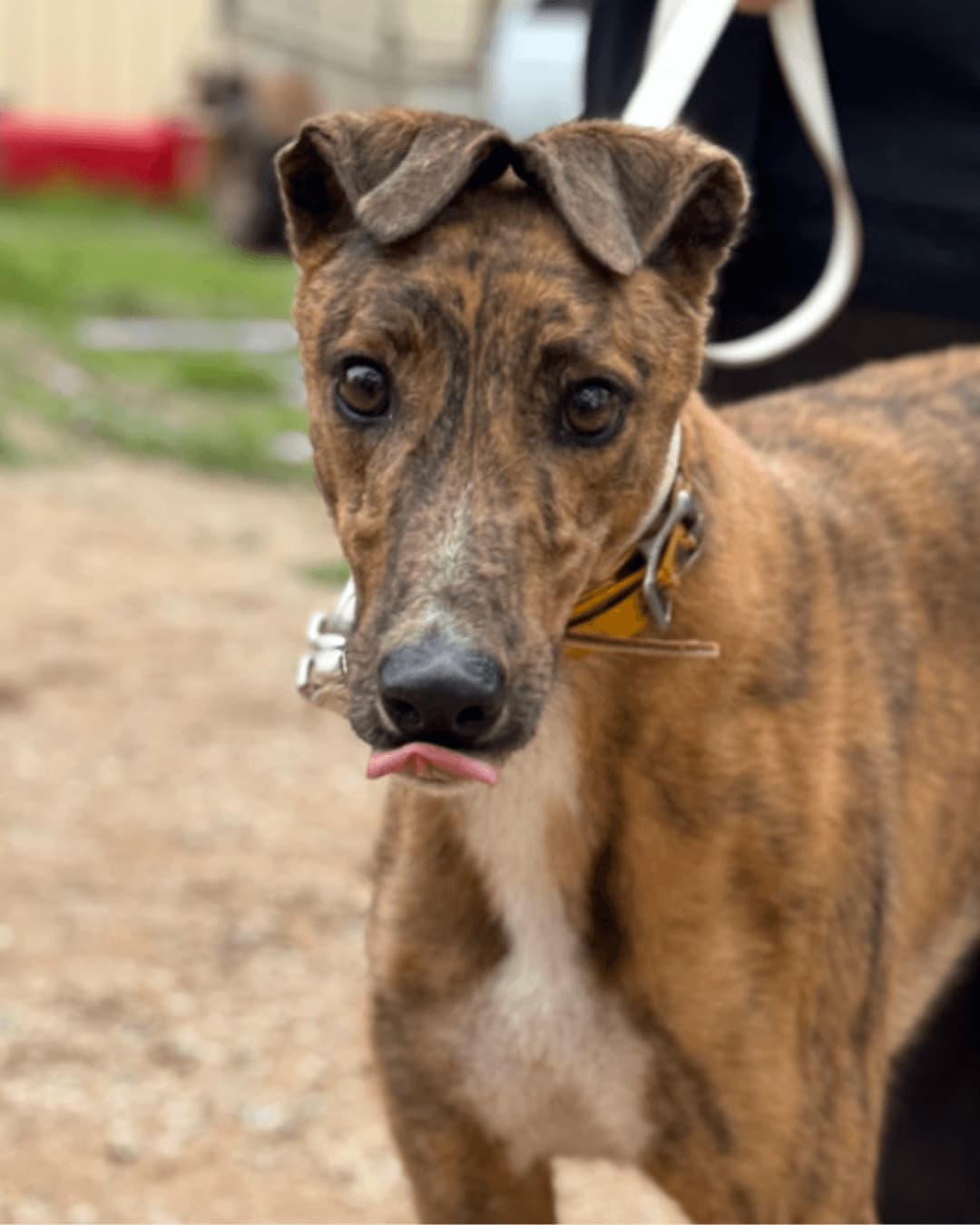 Baggins - Greyhound available for adoption in Adelaide