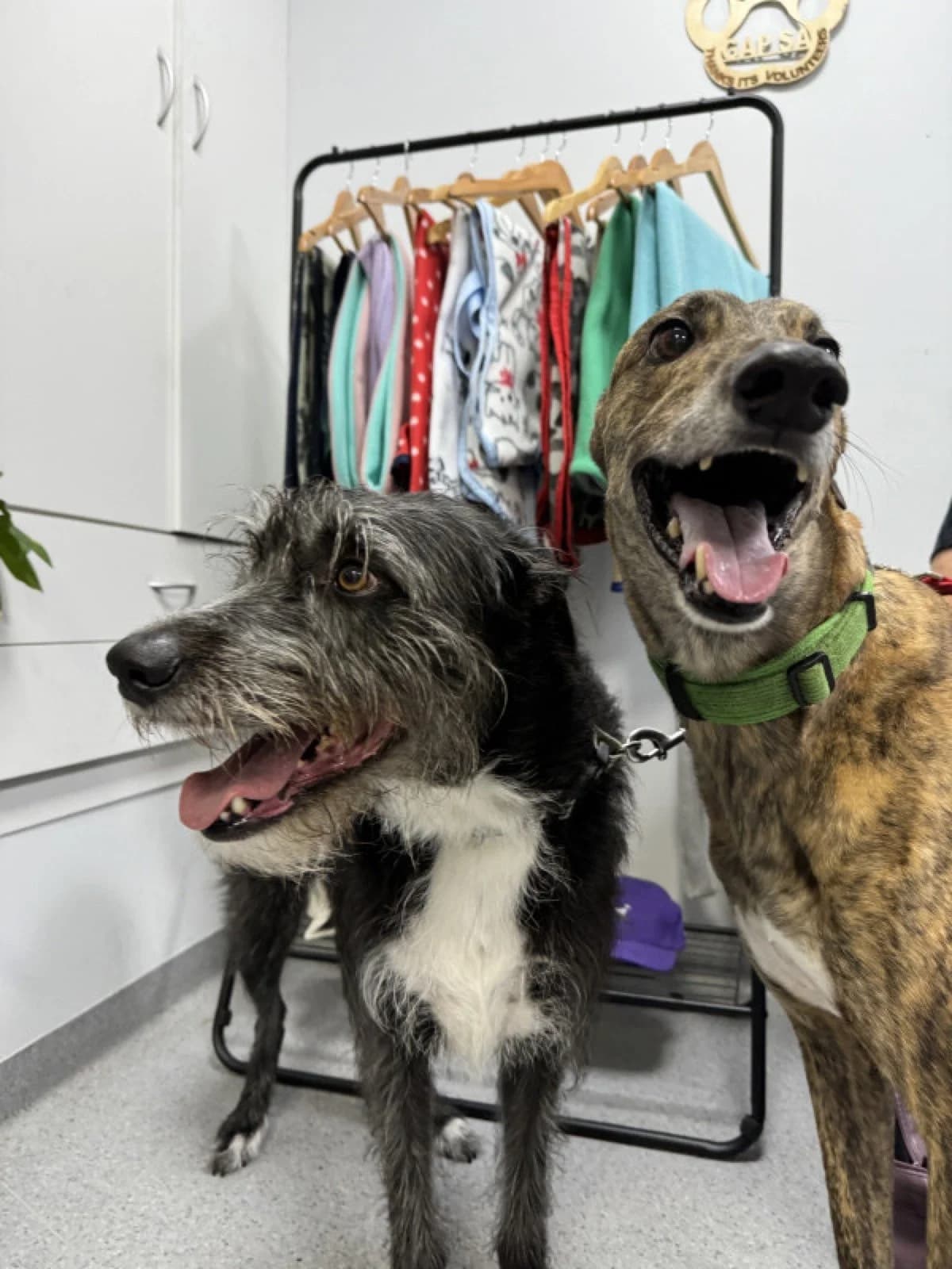 Davey - Greyhound available for adoption in Adelaide