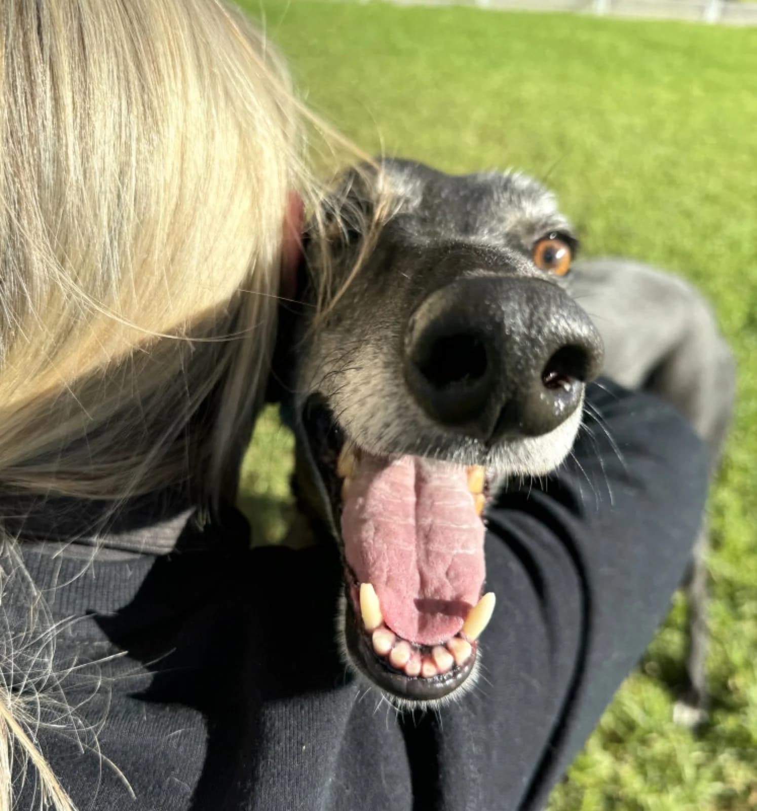 Beth - Greyhound available for adoption in Adelaide