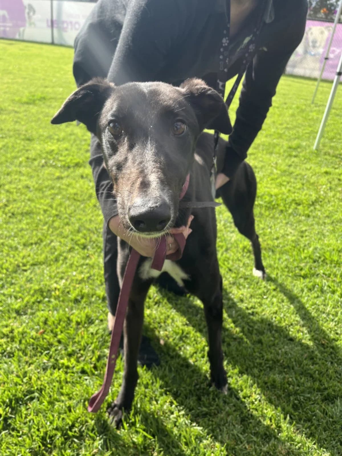 Balbao - Greyhound available for adoption in Adelaide