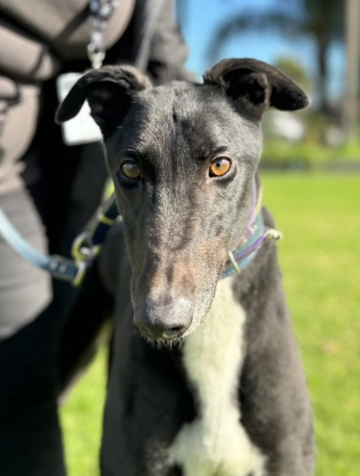 Bomber - Greyhound available for adoption in Adelaide