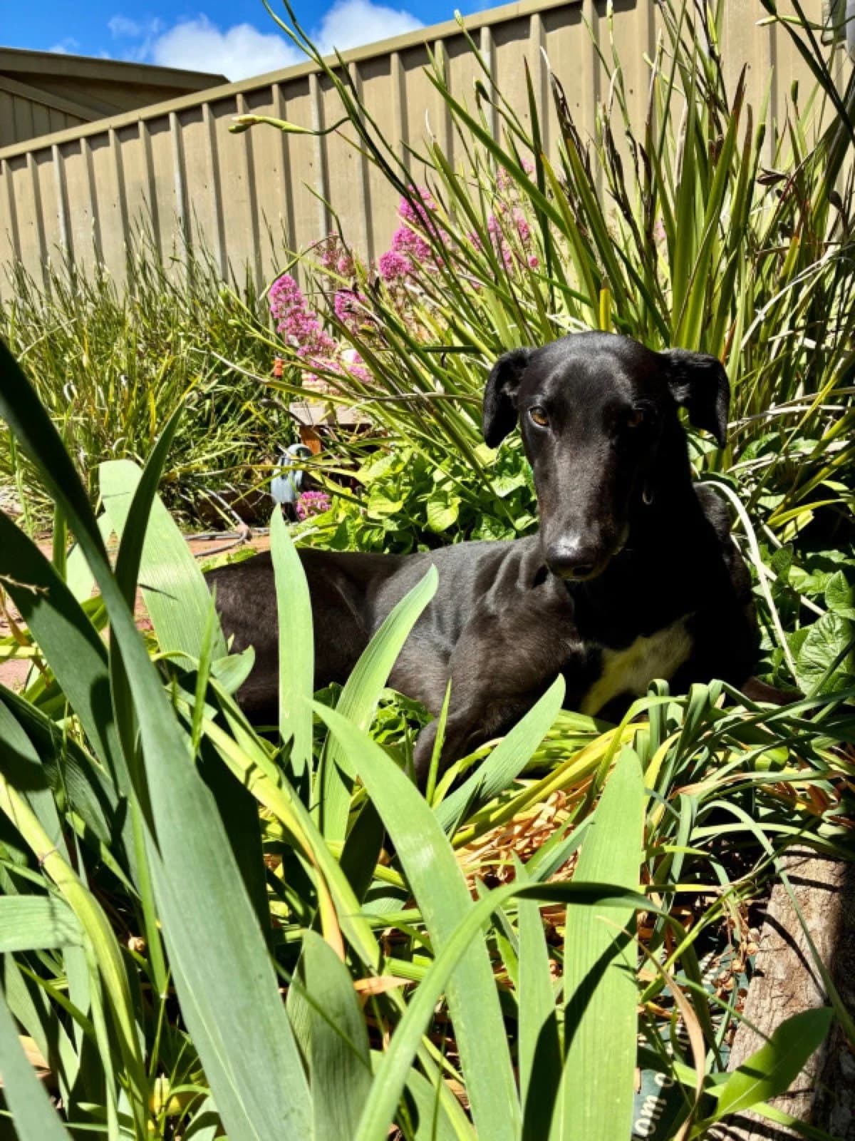 Albie - Greyhound available for adoption in Adelaide