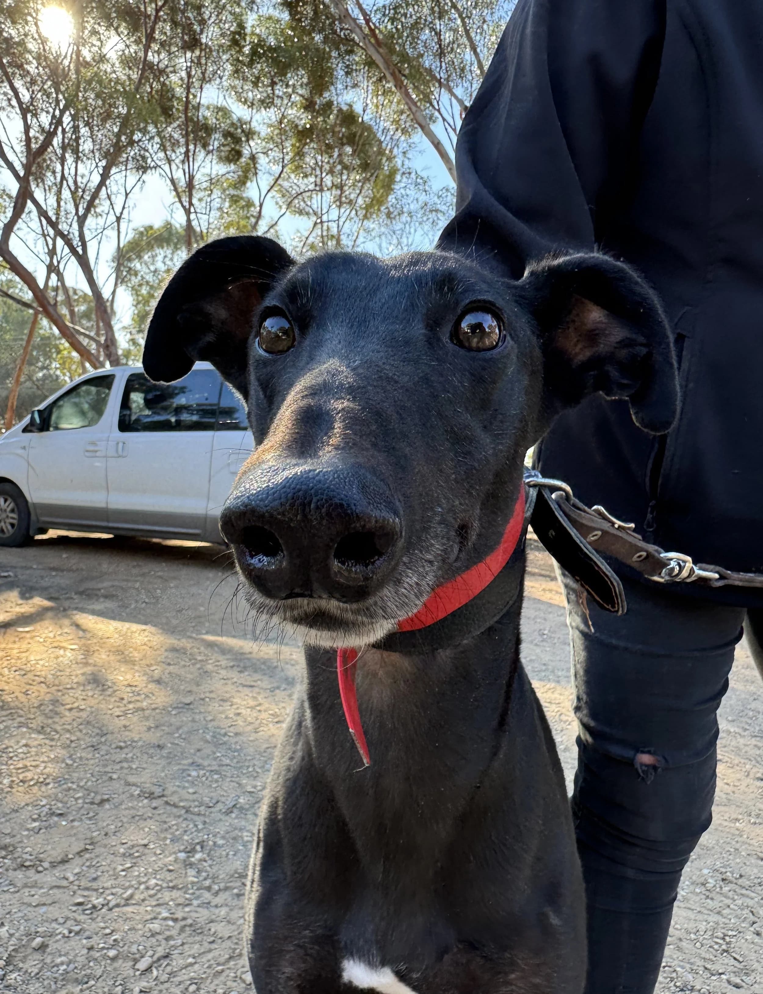 Bubba - Greyhound available for adoption in Adelaide