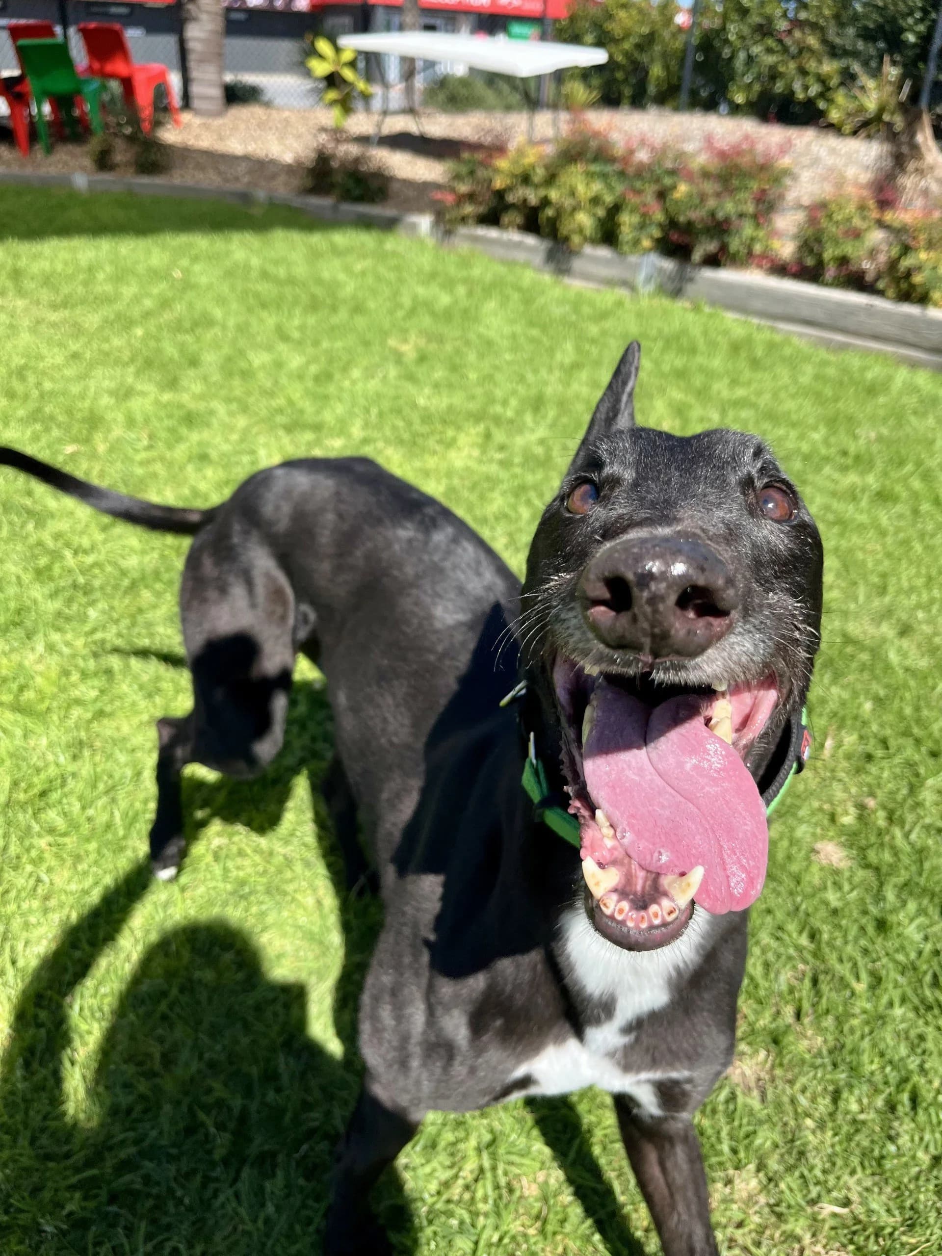 Ozzie - Greyhound available for adoption in Adelaide