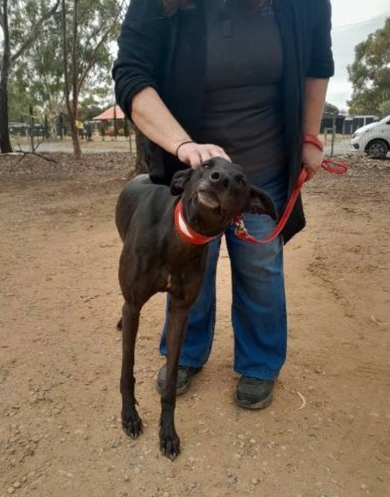 Axel - Greyhound available for adoption in Adelaide
