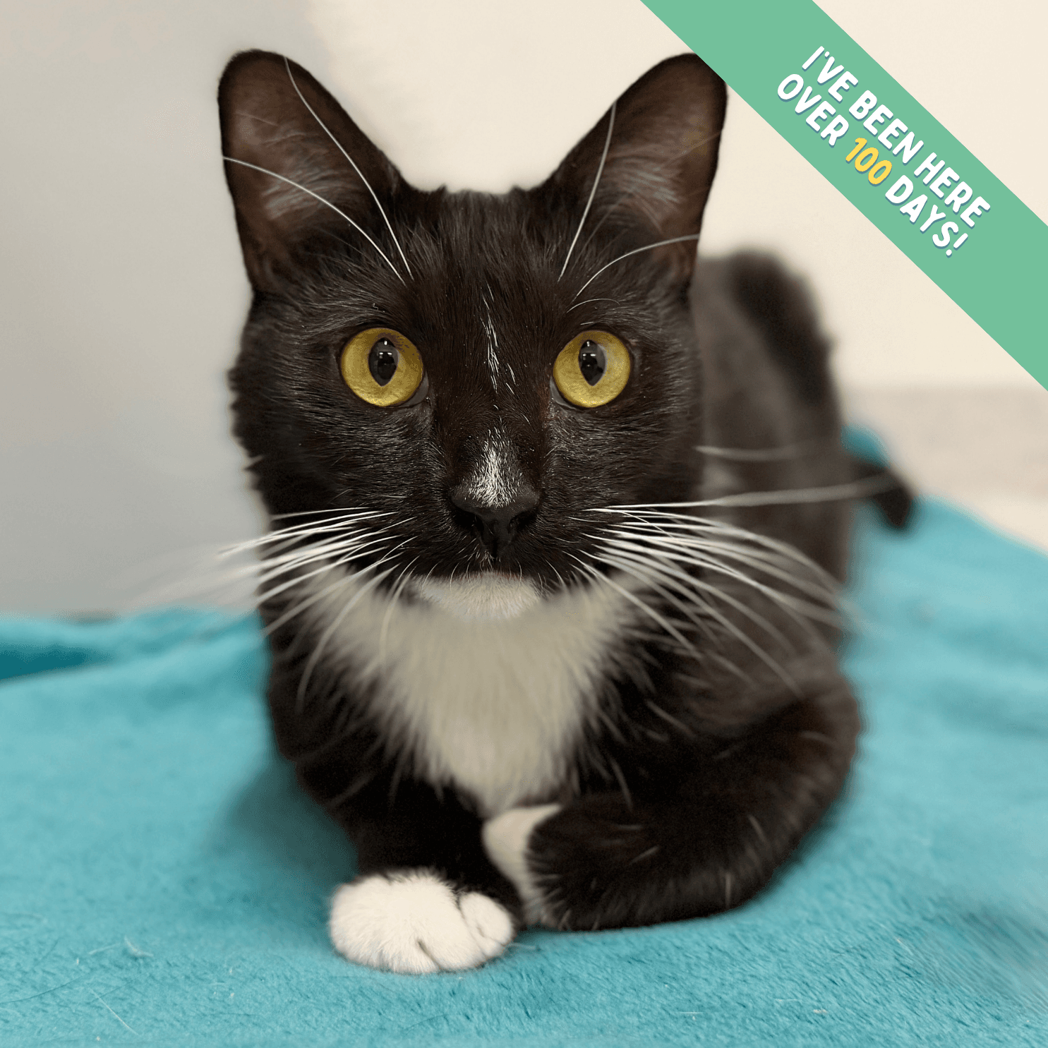 Swifty - Domestic Shorthair cat available for adoption at Lort Smith in Melbourne