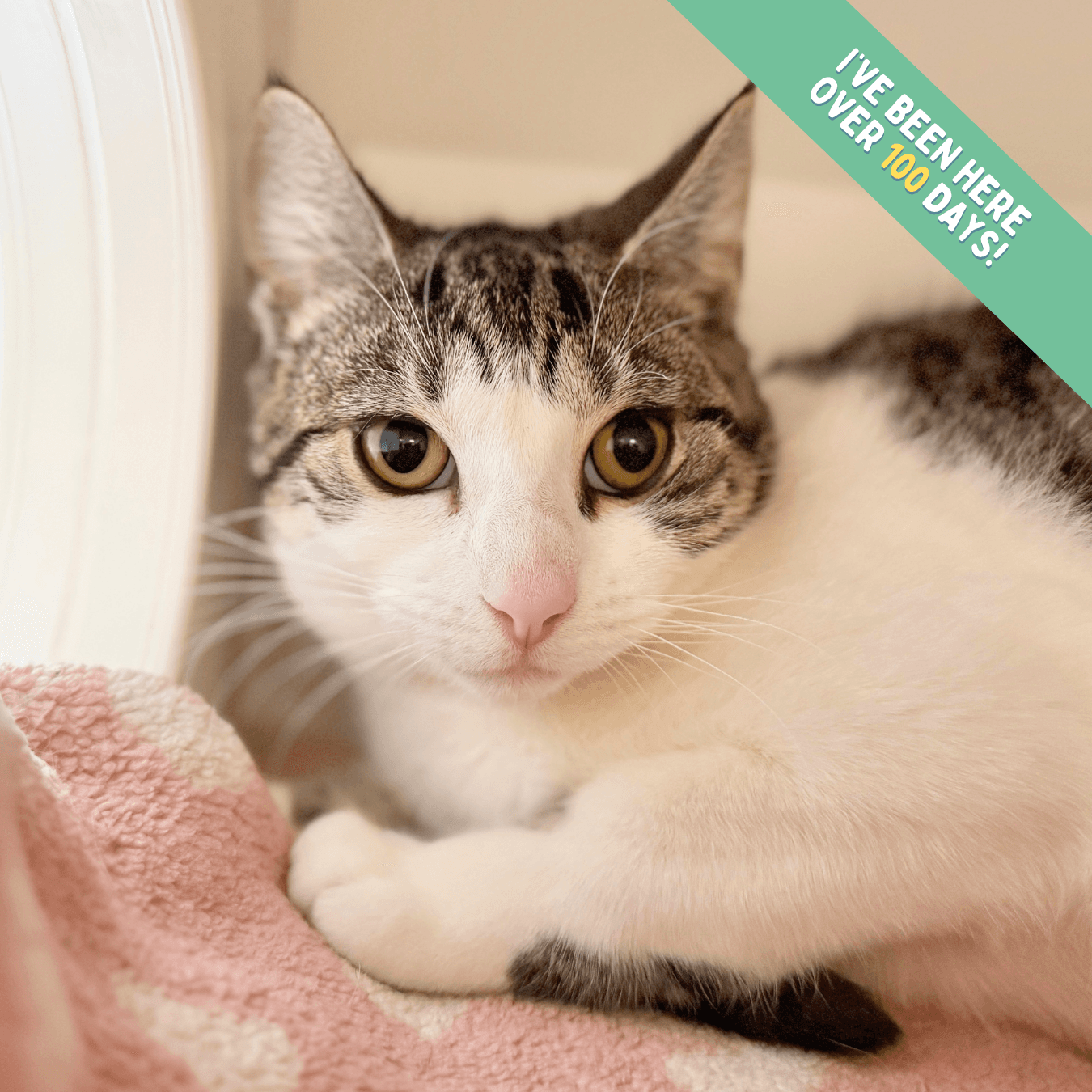 Molly - Domestic Shorthair cat available for adoption at Lort Smith in Melbourne
