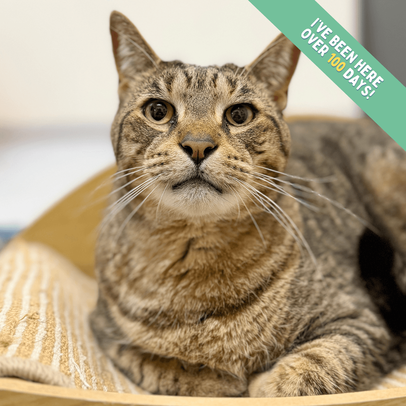 Leo - Domestic Shorthair cat available for adoption at Lort Smith in Melbourne