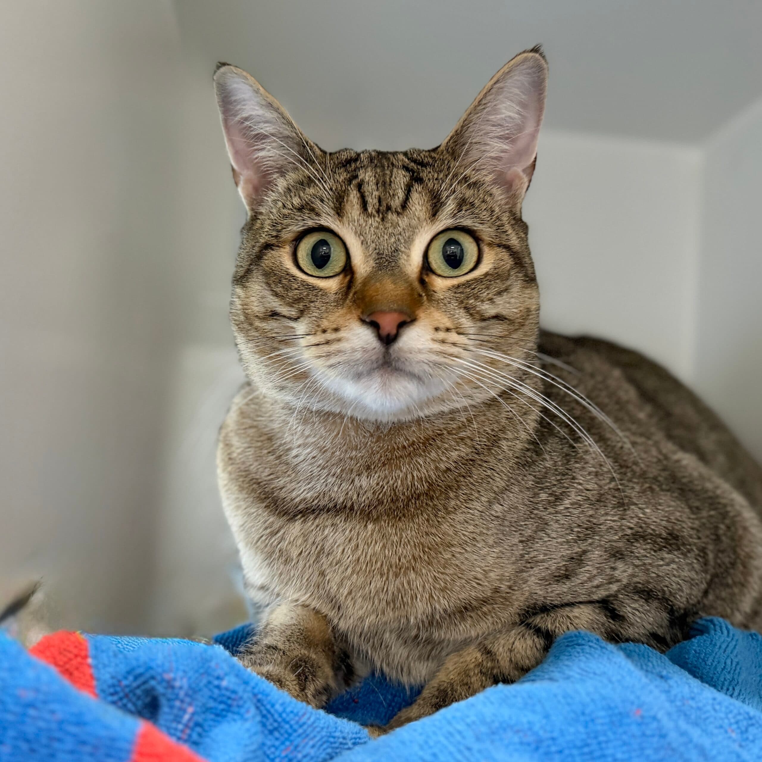 Bob - Domestic Shorthair cat available for adoption in Melbourne