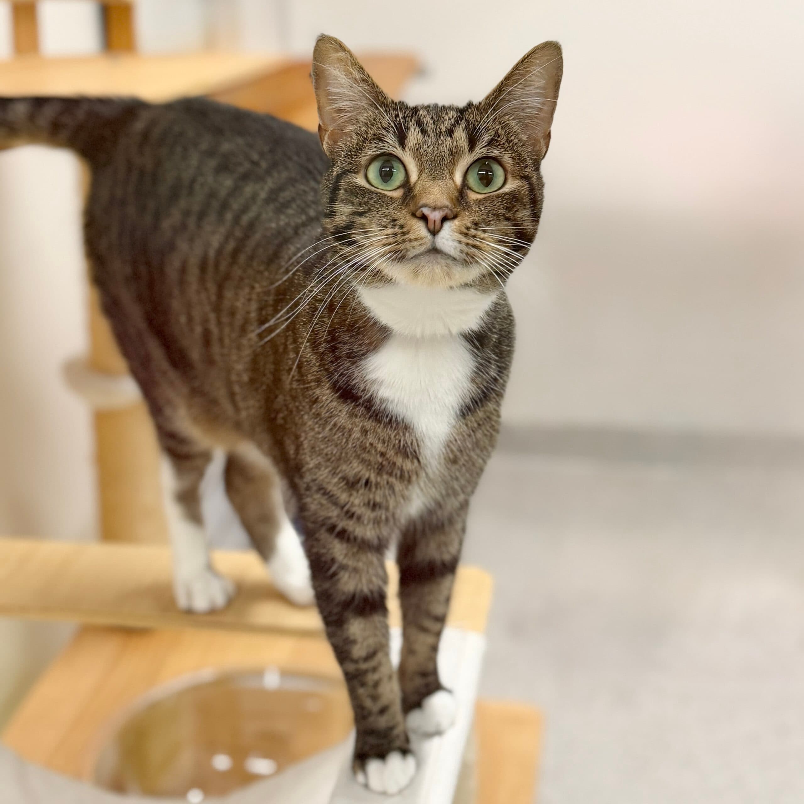 Francine - Domestic Shorthair cat available for adoption at Lort Smith in Melbourne