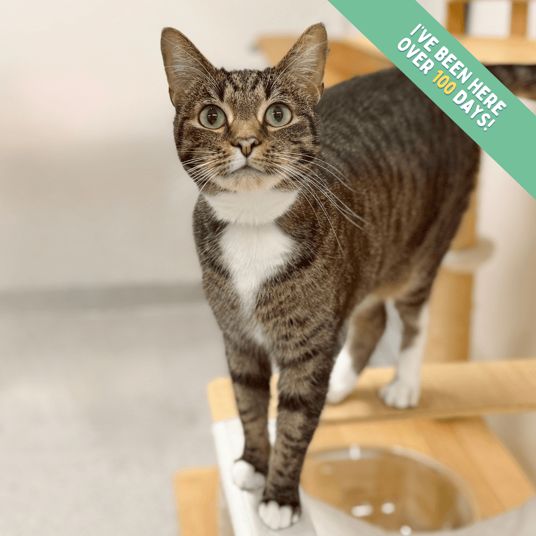Francine - Domestic Shorthair cat available for adoption at Lort Smith in Melbourne