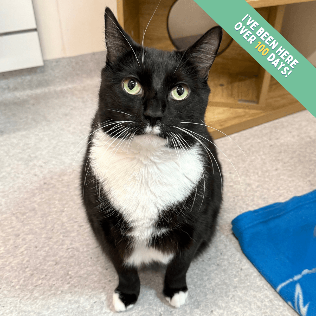 Harvey - Domestic Shorthair cat available for adoption at Lort Smith in Melbourne