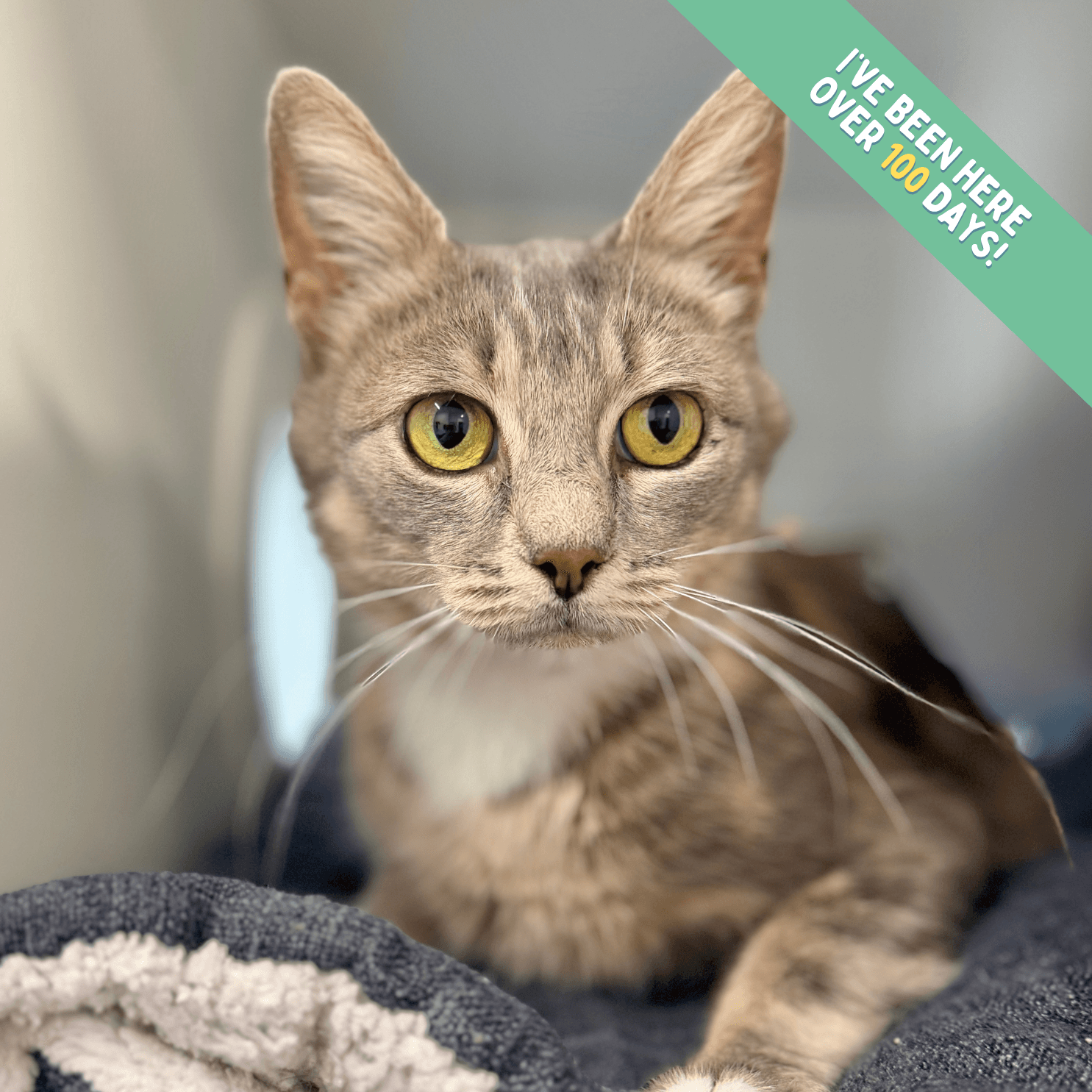Cami - Domestic Shorthair cat available for adoption in Melbourne