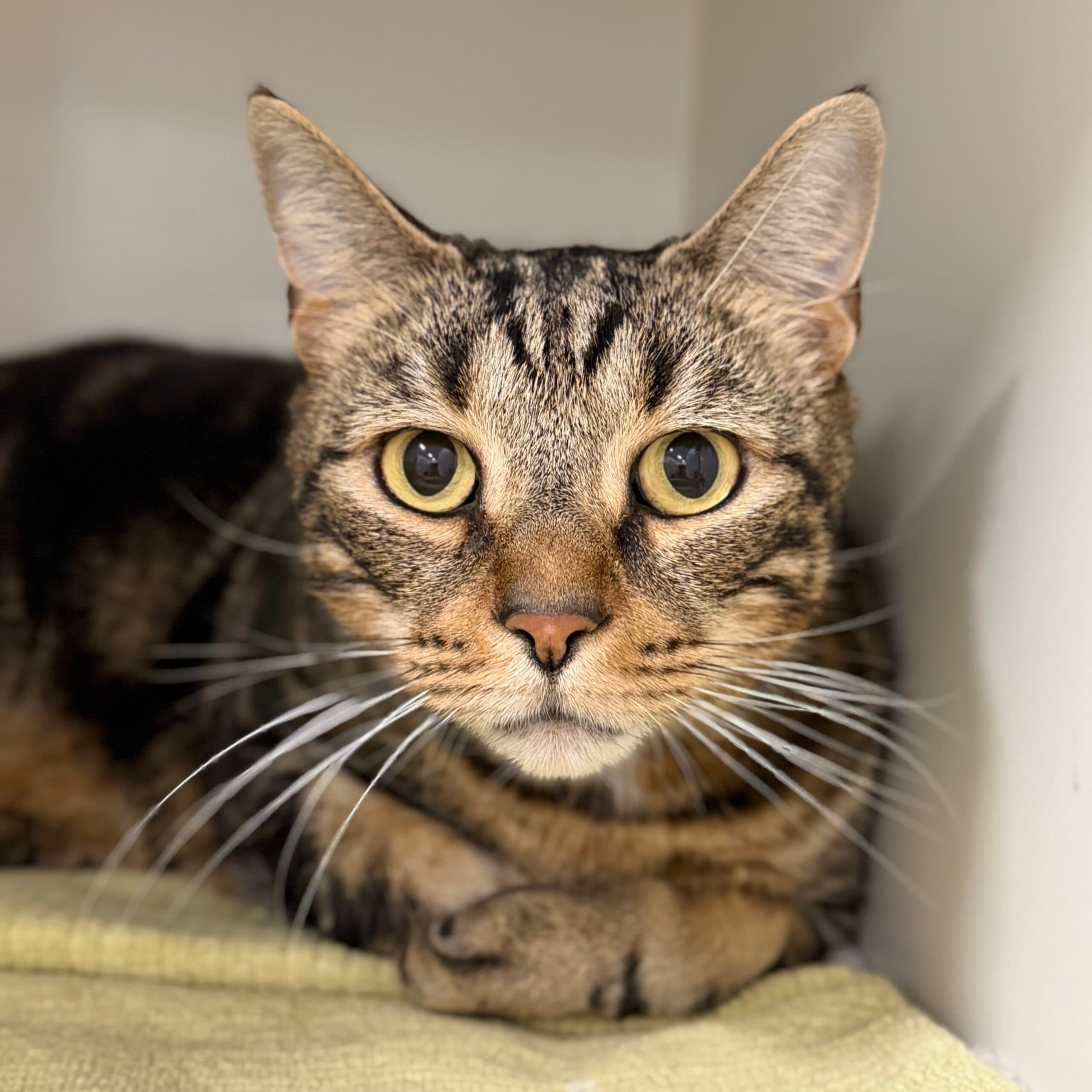 Buster - Domestic Shorthair cat available for adoption in Melbourne