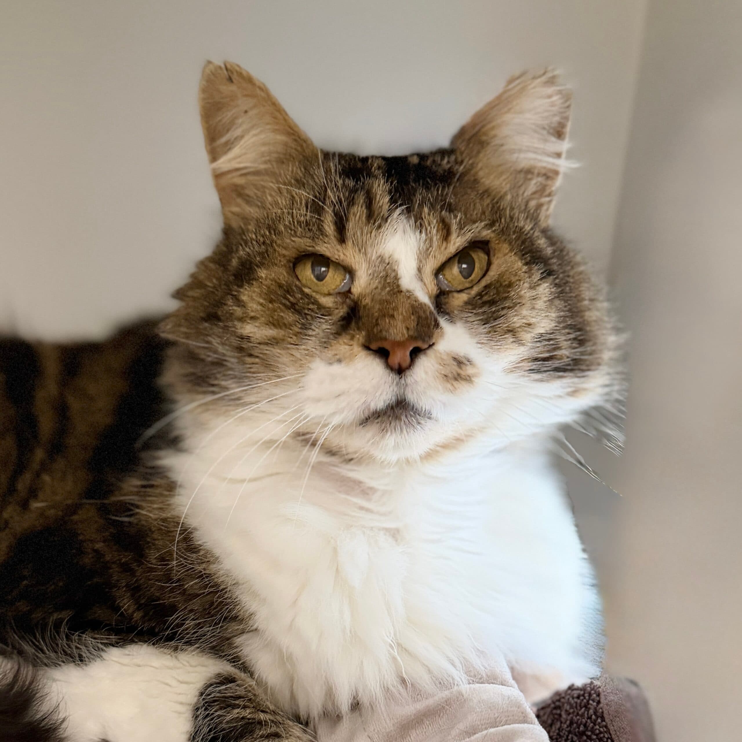 Cupid - Domestic Shorthair cat available for adoption at Lort Smith in Melbourne