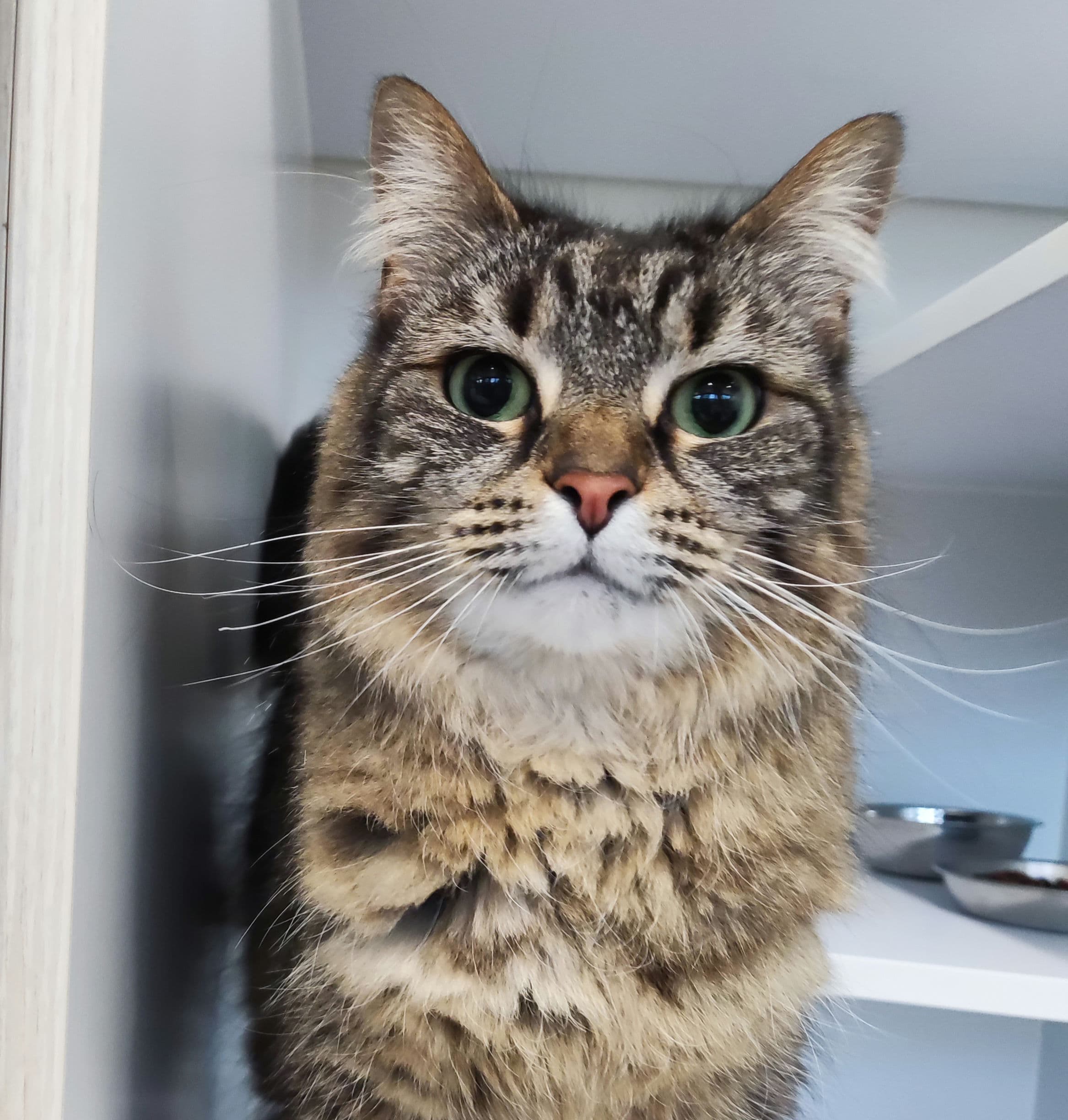 Clementine - Domestic Shorthair cat available for adoption at Lort Smith in Melbourne