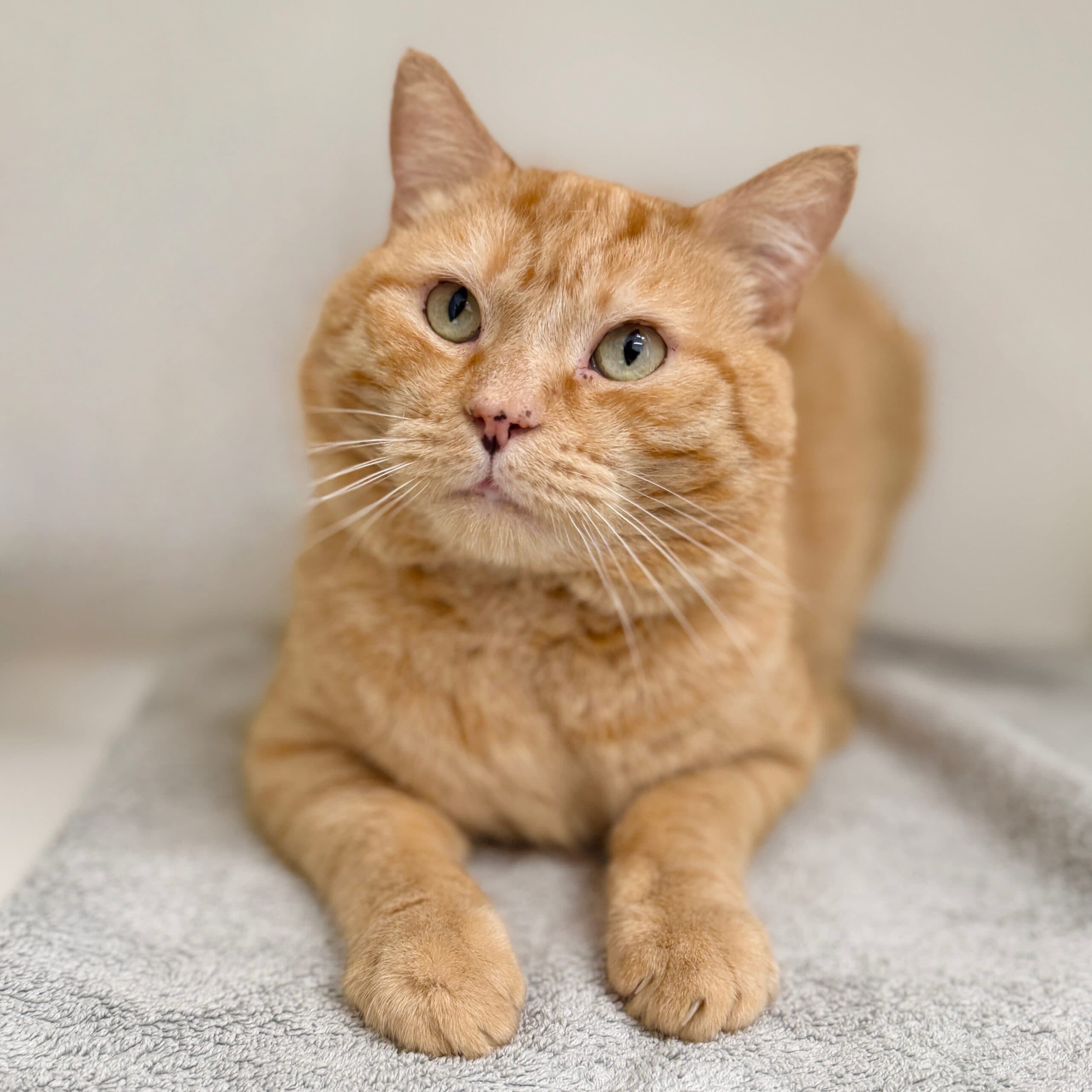 Clancy - Domestic Shorthair cat available for adoption in Melbourne