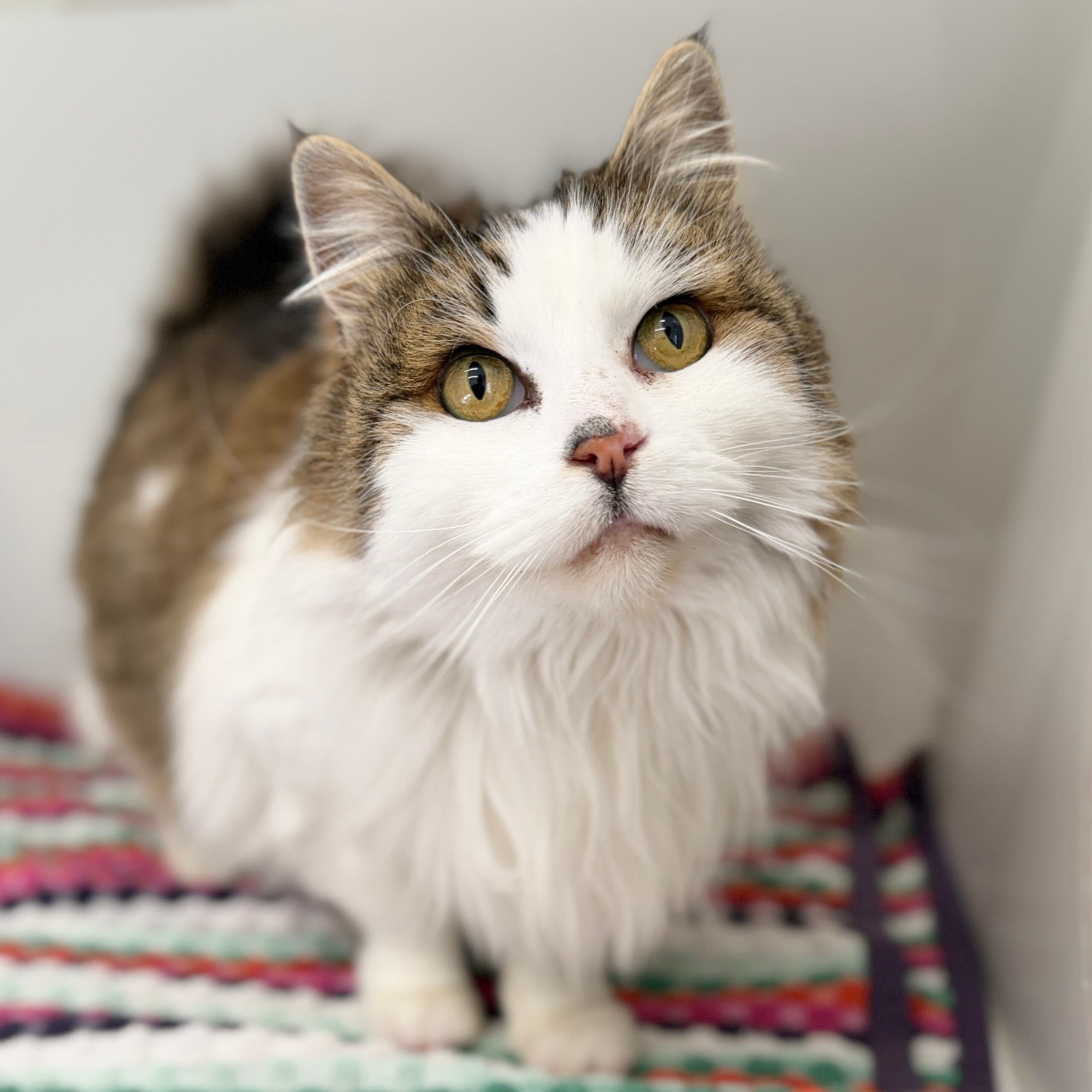 Lyla - Domestic Shorthair cat available for adoption at Lort Smith in Melbourne