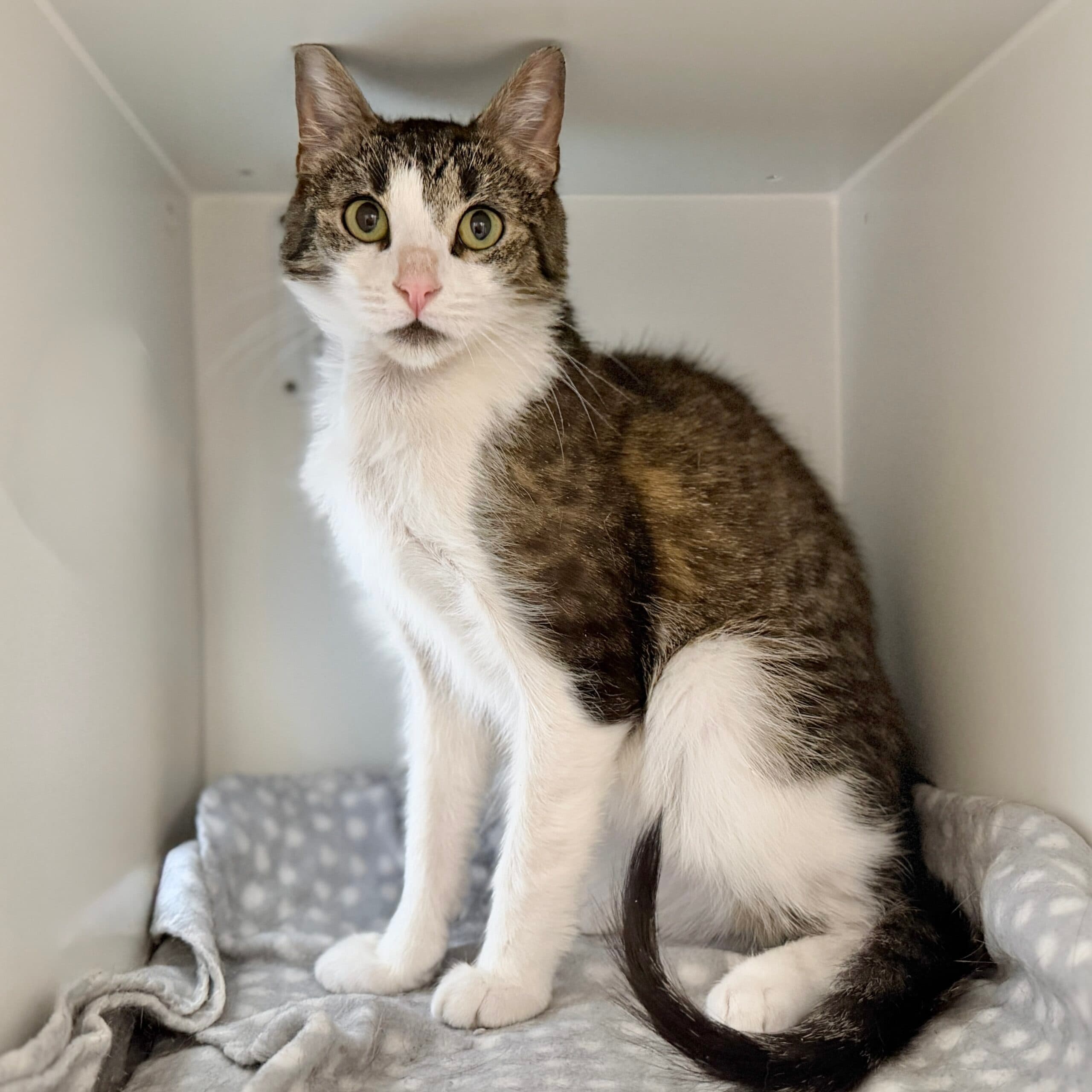 Sarge - Domestic Shorthair cat available for adoption at Lort Smith in Melbourne
