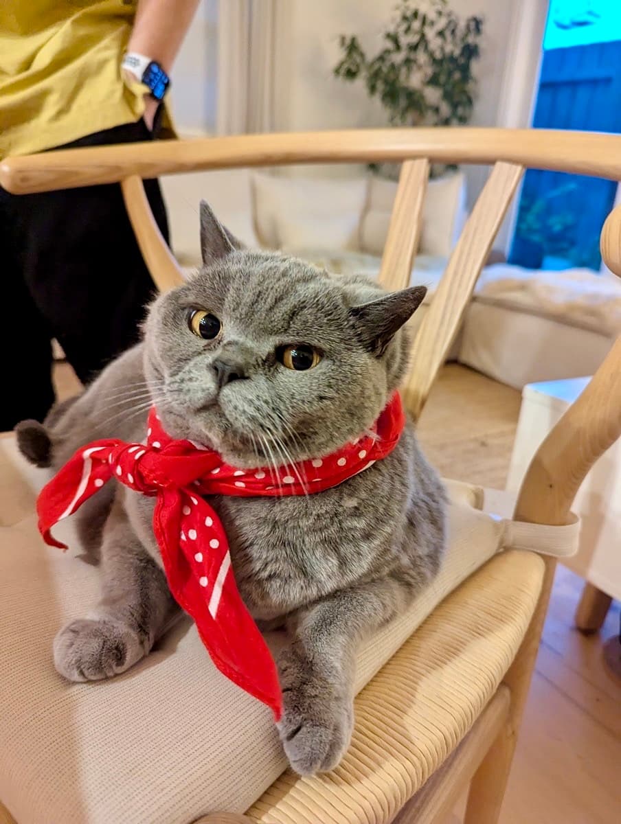 Winnie - Domestic Shorthair cat available for adoption at Lort Smith in Melbourne