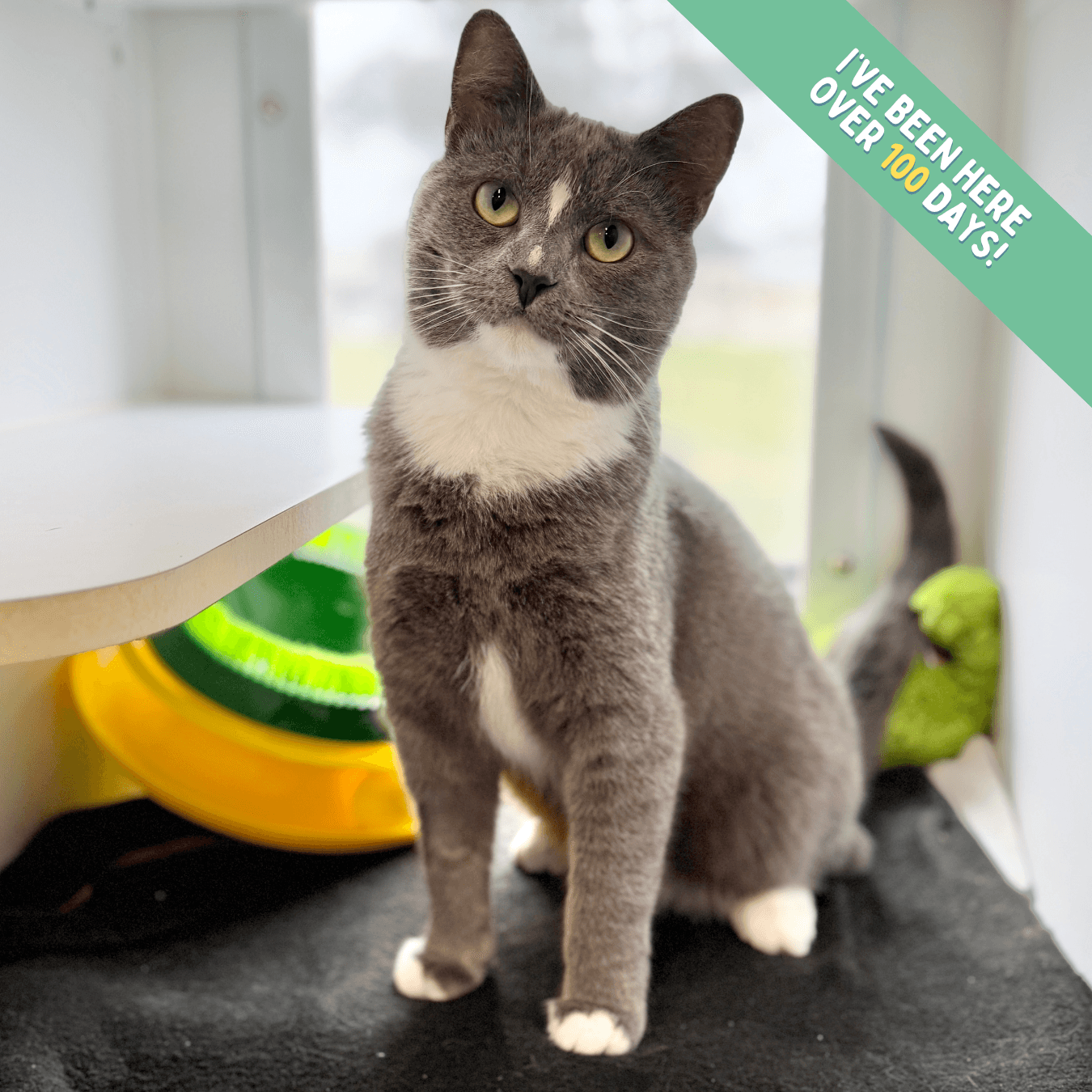 Ryder - Domestic Shorthair cat available for adoption at Lort Smith in Melbourne