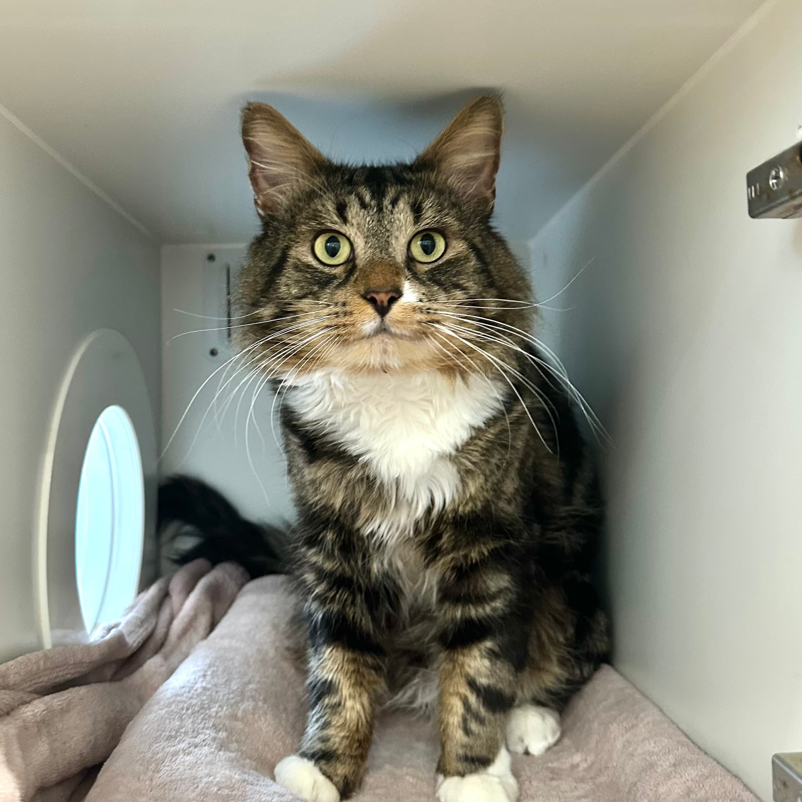Cash - Domestic Shorthair cat available for adoption in Melbourne